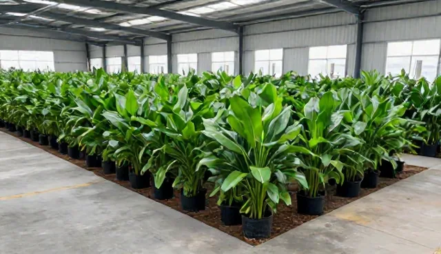 园林景观项目苗木种植与养护检查要点解析