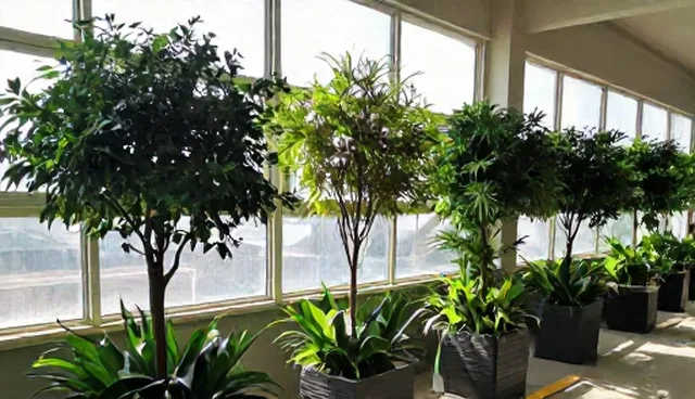 厂区景观选型中苗木种植的两种做法对比